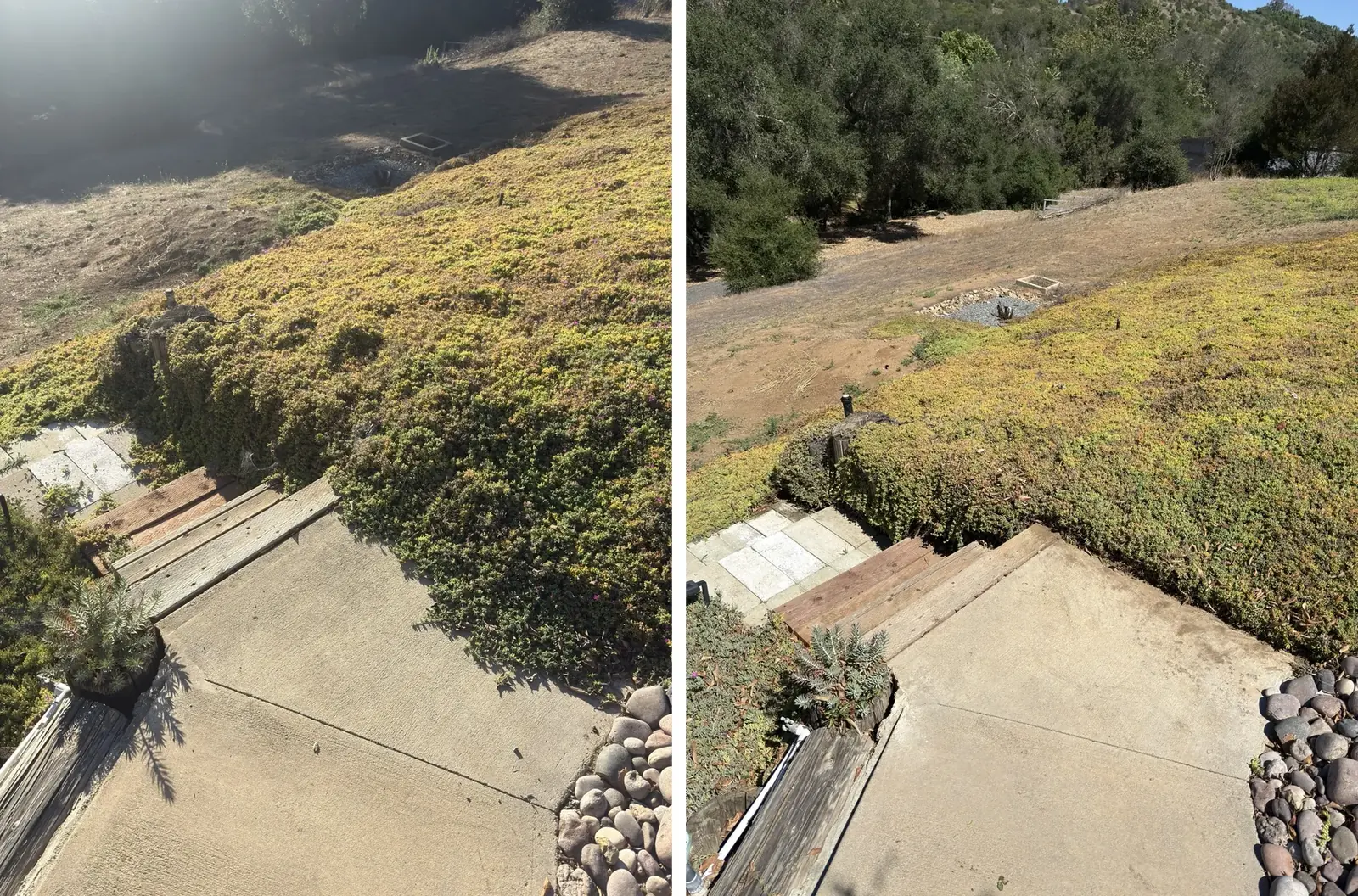 Before and after view of overgrowth cleared from concrete steps and a patio edge