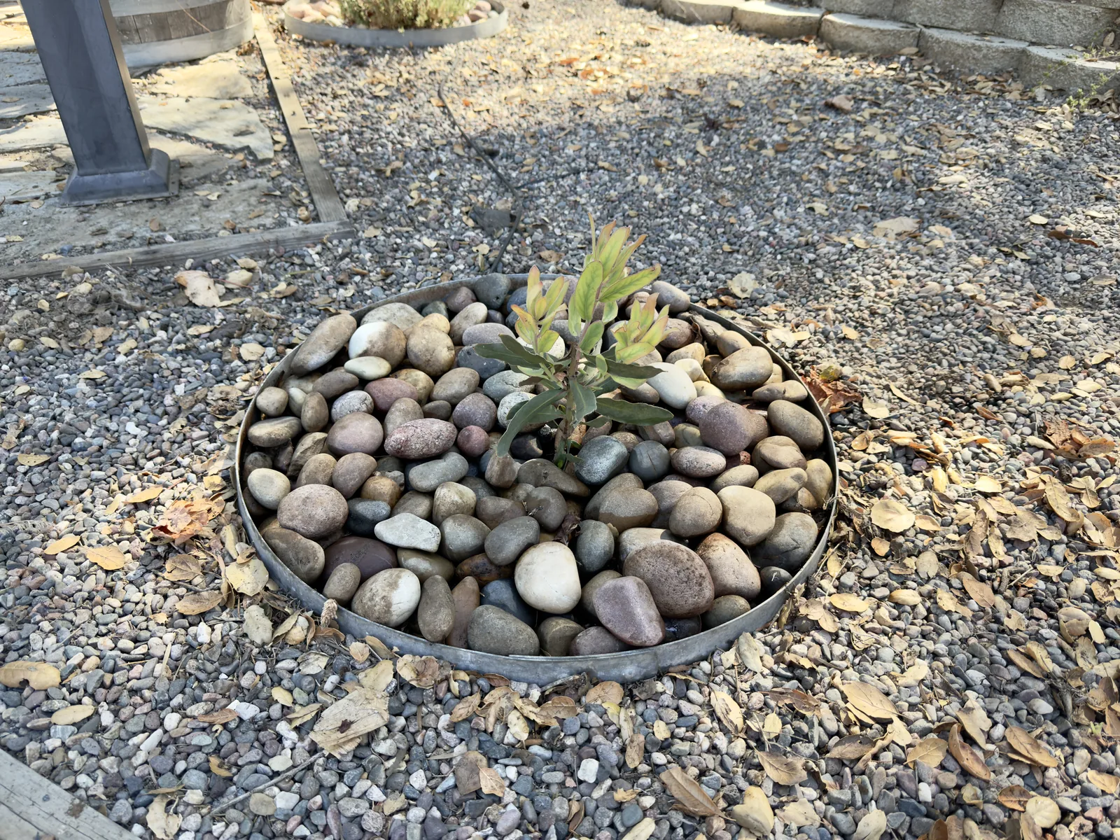 A small garden bed surrounded by decorative stone and fallen leaves