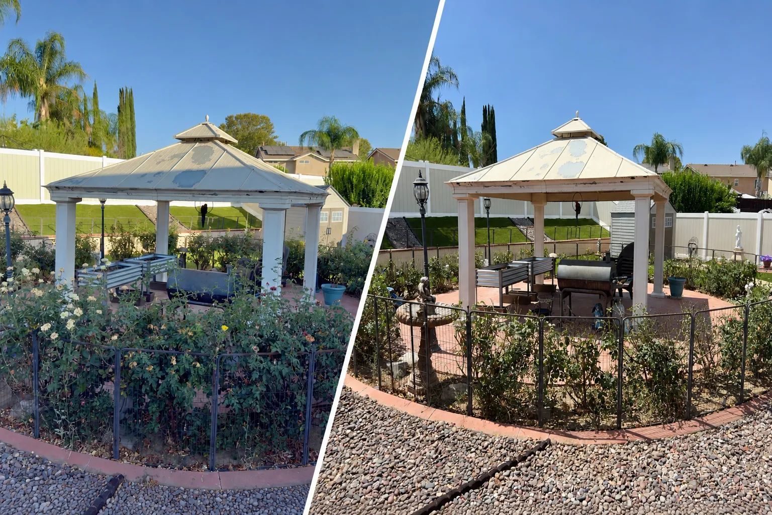 Side-by-side before and after view of roses trimmed back around a backyard gazebo