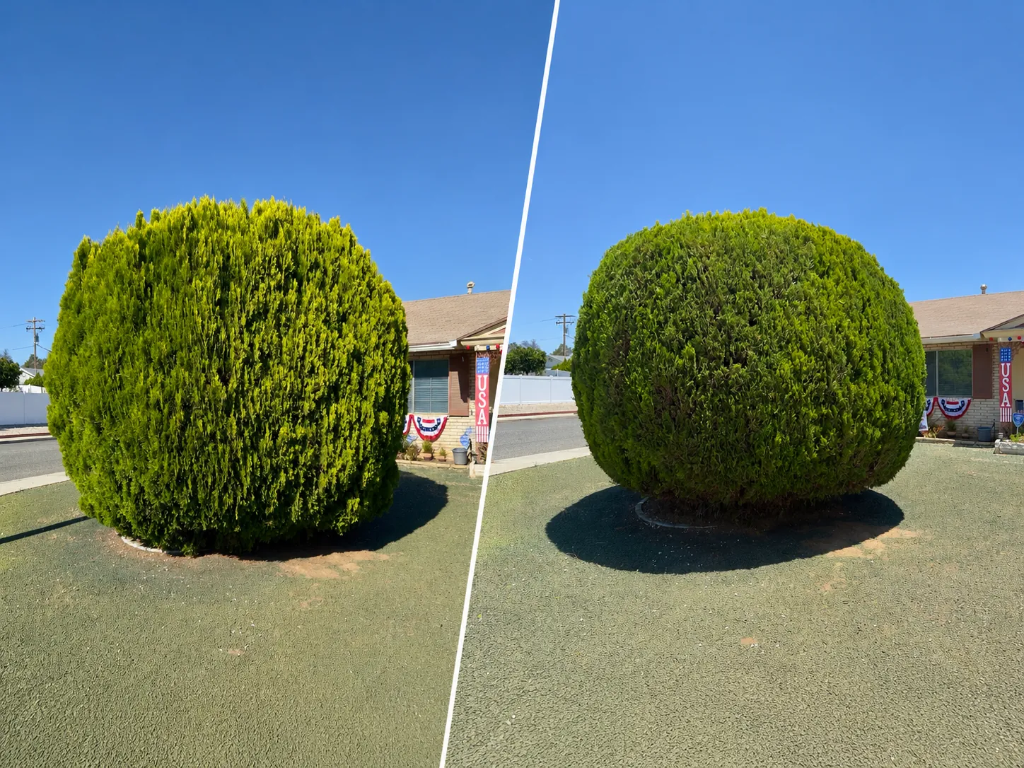Side-by-side before and after view of a large rounded shrub after shaping