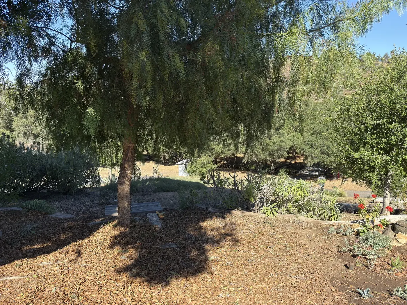 Open garden bed beneath a trimmed pepper tree after cleanup