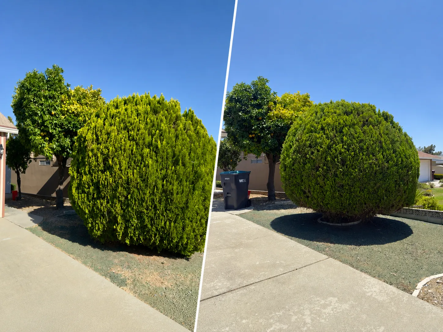 Side-by-side before and after view of a tall shrub rounded and cleared from a walkway